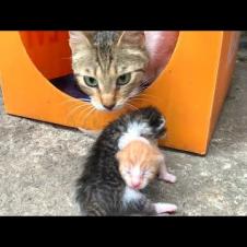 Mother cat carries meowing kitten home