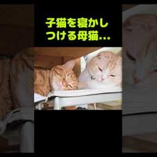 子猫を寝かしつけて母猫...#shorts