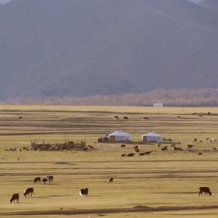 몽골의 흔한 일상