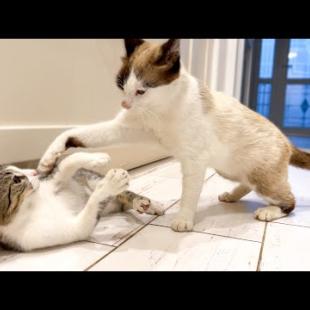Dad Cat plays with his Kitten Son
