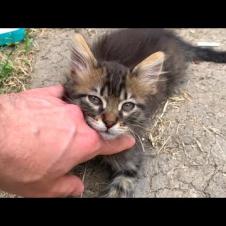 Meet the fluffiest kittens you've ever seen