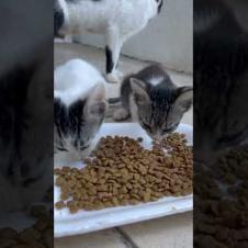 Your Heart Can't Take It! Hungry Kittens Are Waiting for Me 😿✨#shorts #kitten #cat #catlove #cute