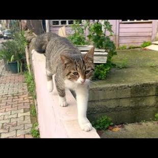 Tabby cat doing acrobatic walk on the wall, waiting for my love