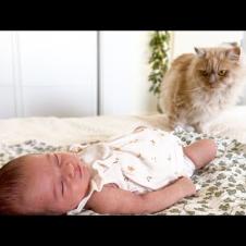 Funny Cat Meets Newborn Baby for the First Time!
