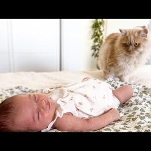 Funny Cat Meets Newborn Baby for the First Time!