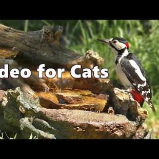 Cat TV ~ Birds for Cats to Watch on The Little Waterfall by Paul Dinning