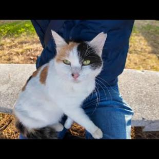 海辺の公園でベンチに座ると三毛猫ちゃん膝の上に乗ってきた