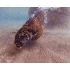 물속에서 수영하는 호랑이
