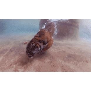 물속에서 수영하는 호랑이