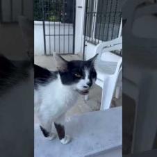 What if I said the cat knows our language? #short #straycat #talkingcat #cutecat #catlover #cat