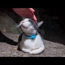 帰りはちょっと暗くなって「猫の細道」を通ってみたらまた猫ちゃんいました