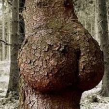 엉덩이 나무