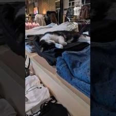 この猫ちゃんここの黒いジーンズが気に入ったようです。別の日に来た時もここで寝ていました