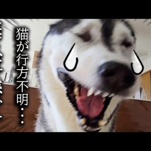 散歩から戻ると猫と犬が何処にもいないんです...