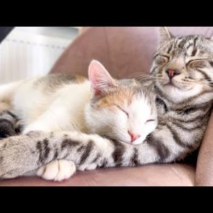 Cute Cats Sleeping Together
