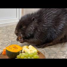 ФРУКТОВЫЙ ЭКСПЕРИМЕНТ С БОБРОМ / Котята открыли глаза