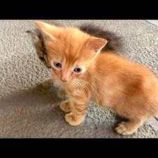 🥺🍃 Hungry Kittens Follow Mother Cat… This Video Is Going Viral!