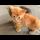 🥺🍃 Hungry Kittens Follow Mother Cat… This Video Is Going Viral!