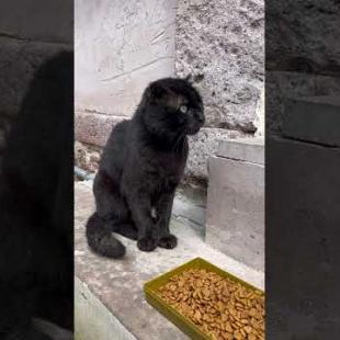 Short-eared black cat looks like she's not hungry #shorts #catshorts #cat #cats #kitten #catvideo