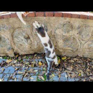 カメラのレンズの反射する光を必死に追いかける猫がかわいすぎた