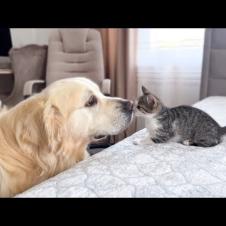 Golden Retriever Meets Funny Kittens