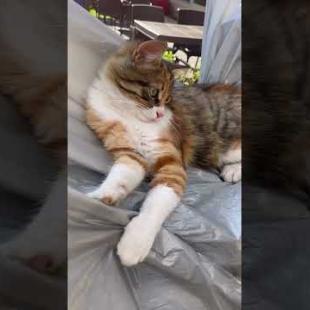 😻 😻 Fluffy cat responds with her paw #cat #short #catvideos #animals #cute