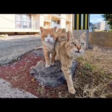 団地前で始まった猫の集会に参加してみたら可愛さが渋滞していた件