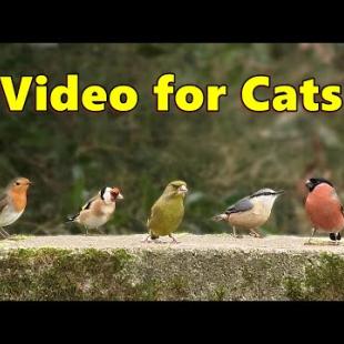 Videos for Cats to Watch ( Cat TV ) ~ Birds in England ⭐ 8 HOURS ⭐