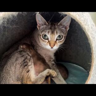 РОДЫ СИНГАПУРСКОЙ КОШКИ ХОЛЛИ