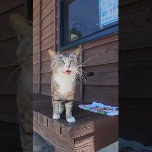 暑さに負けず…膝の上に乗ってきた猫に癒された