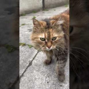 Short-legged tabby cat meows with a loud voice #catshorts #shorts #cats #cat #kitten #catvideos