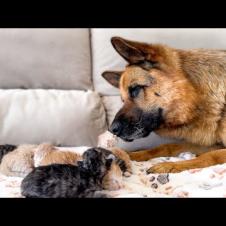 Gentle German Shepherd Reacts to Newborn Kittens for the First Time ❤️🐶🐱