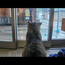 猫島で雨に降られたけど…切符売り場で猫と一緒に雨宿りして最高に癒やされた