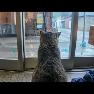 猫島で雨に降られたけど…切符売り場で猫と一緒に雨宿りして最高に癒やされた