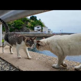 島の猫同士の挨拶が結構激しい頭突きで笑