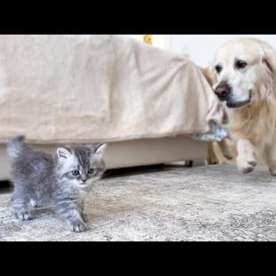 Golden Retriever Meets and Befriends New Tiny Kitten