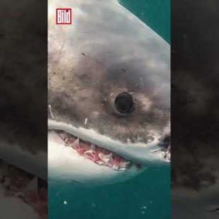 [독일 Bild紙] Riesiger Weißer Hai geht Fischern ins Netz | #shorts