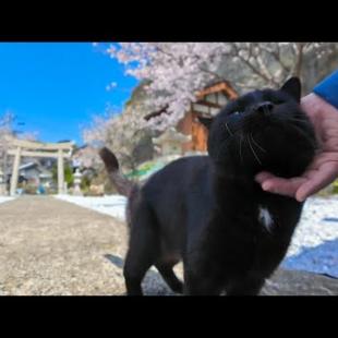 神社の日陰で休む黒猫ちゃんをナデナデしてきた