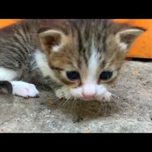 One Bowl of Food, One Warm Home: The Only Dream of These Little Souls 🐱🥺