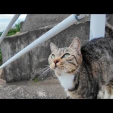 坂の上で出会った猫たちと、島の中腹で開かれる“猫の集会”に参加してきた🐾✨