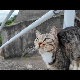 坂の上で出会った猫たちと、島の中腹で開かれる“猫の集会”に参加してきた🐾✨