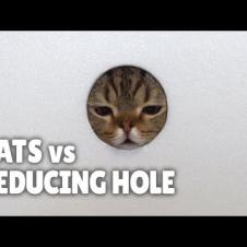 Cats vs Hole