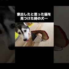 家出したと思った猫を見つけた時の犬の反応...笑#shorts