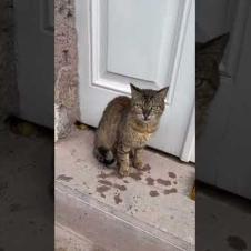 Street cats lined up on the stairs of a historic stone house #cats #cat #catshorts #kitten #catvideo