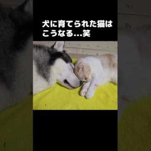 犬に育てられた猫はこうなる...笑#犬と猫