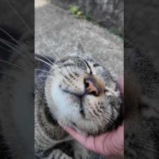 参拝前に癒された…神社の駐車場にいた猫が可愛すぎた件🐾