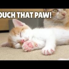 Will My Cats Let Me Touch Their Paw Pads? | Kittisaurus