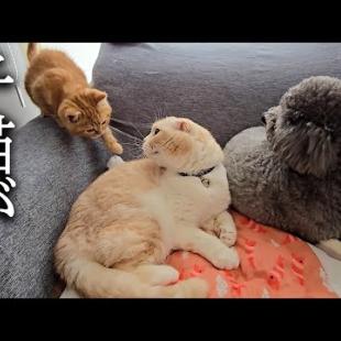 犬と先住猫が一緒に寝てたら嫉妬した子猫がこうなりました...