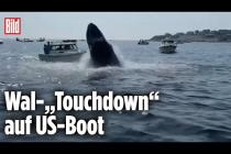 [독일 Bild紙] Riesiger Buckelwal kracht bei Sprung aus dem Wasser auf Boot | Plymouth