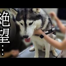 緊急で病院から呼び出されました...